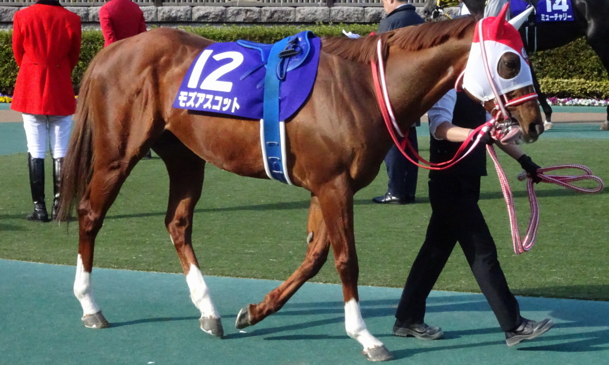 Mozu_Ascot