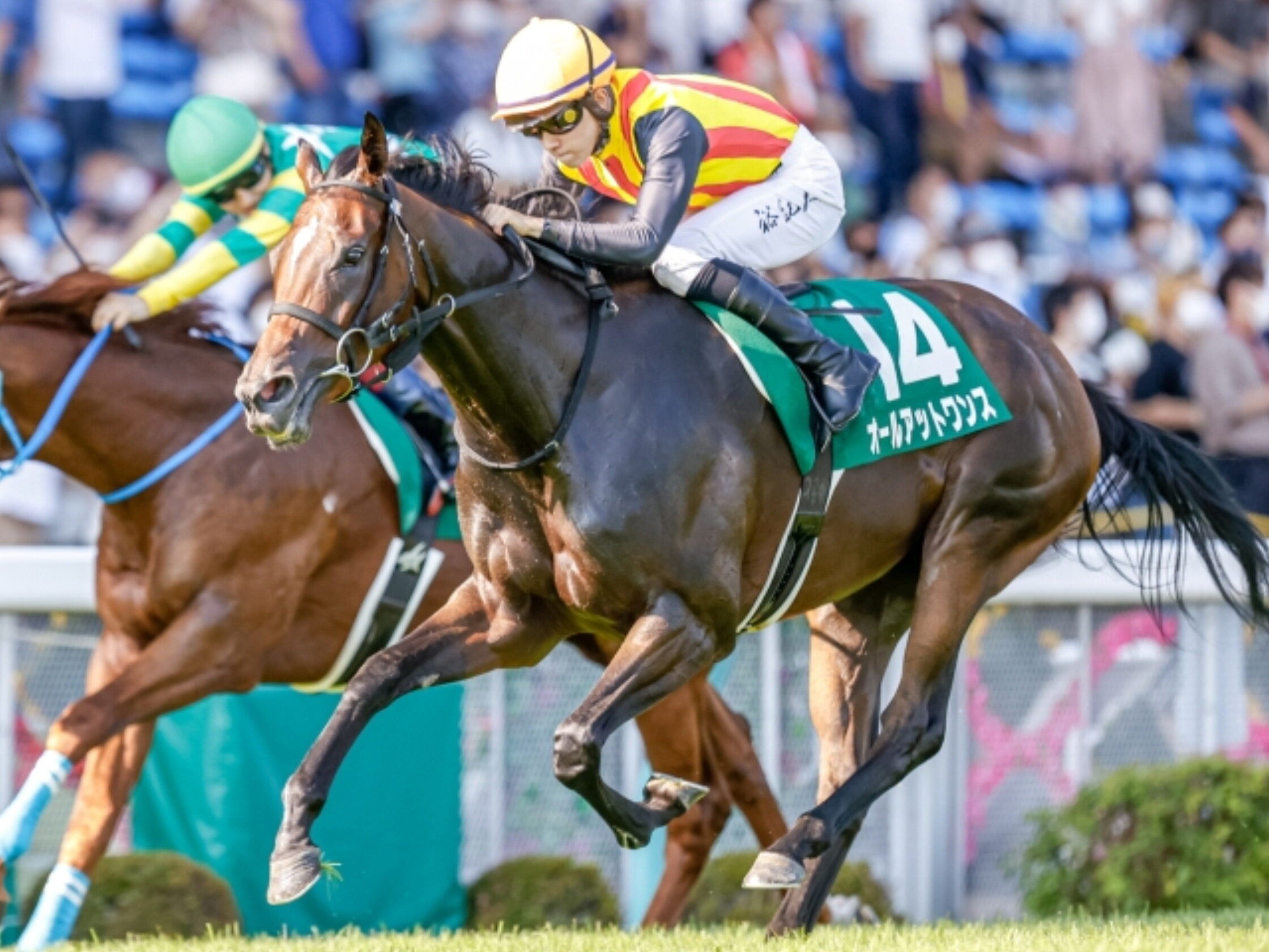 Ibis_Summer_Dash_2021