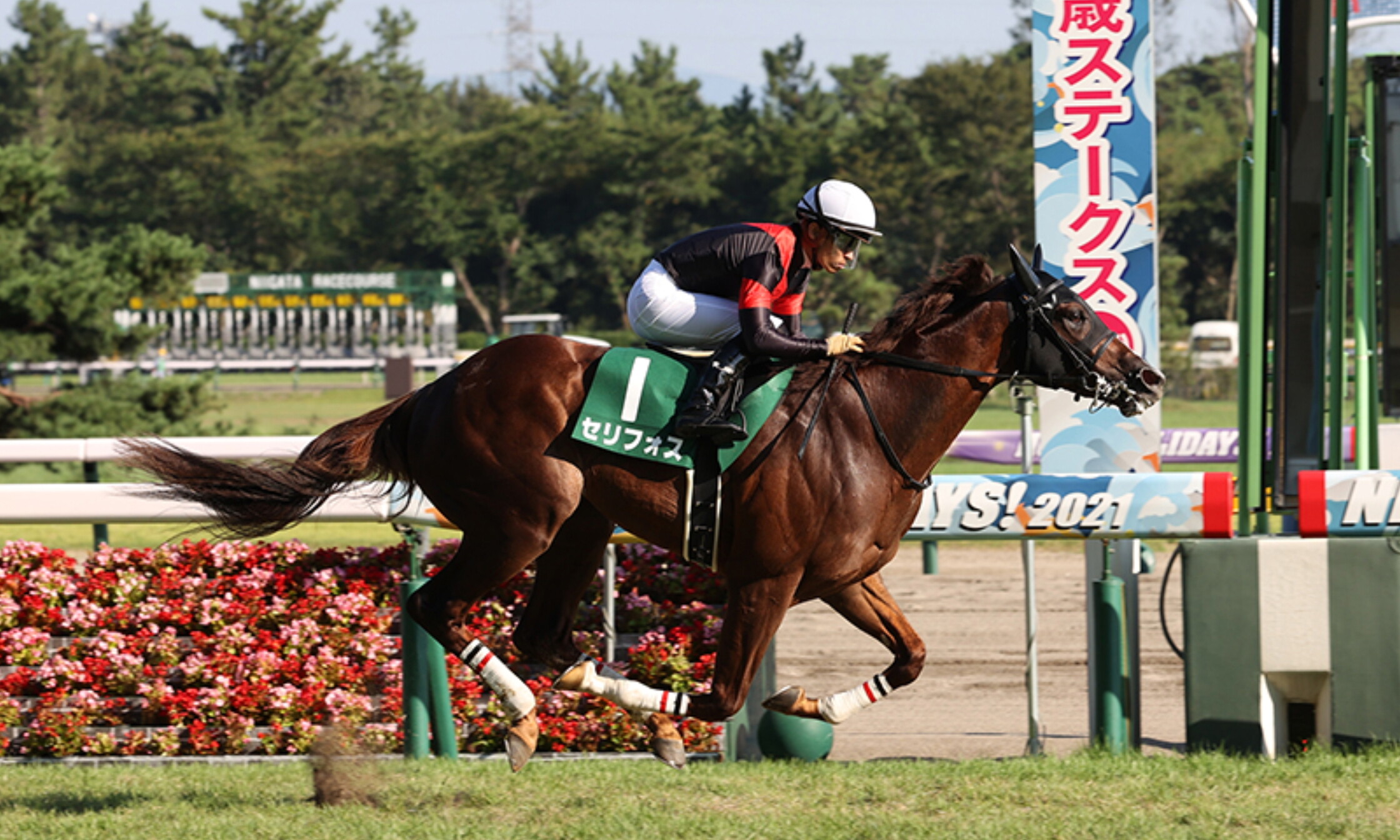 Niigata_nisai_Stakes_2021
