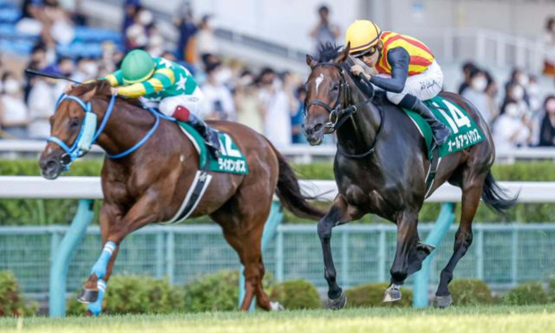 Ibis_Summer_Dash_2021