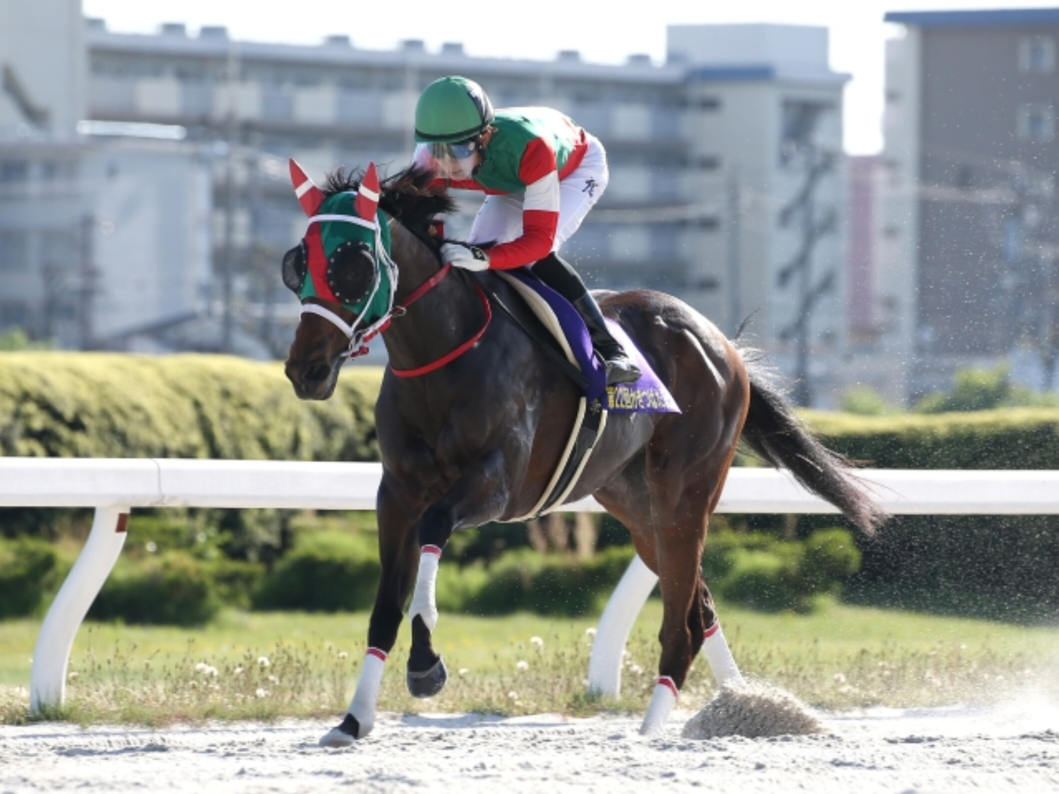 Miyuki_Hideaki_with_Raptus(Kakitsubata_Kinen_2020)