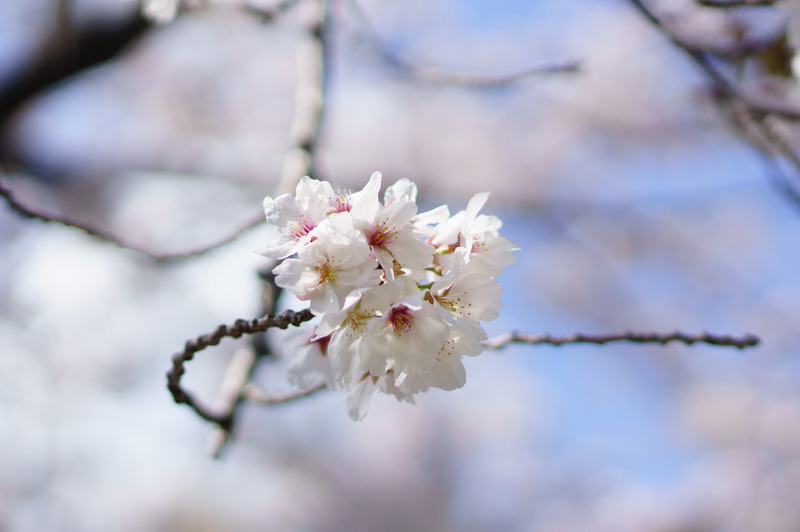 2014sakura-001