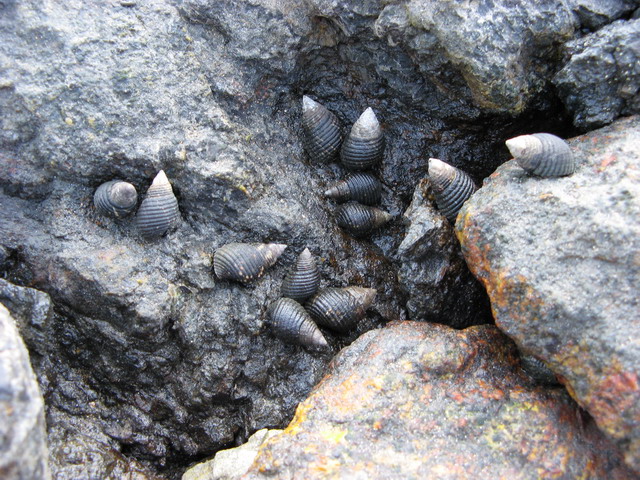 タル島で見つけた貝001 Deeshop貝殻ブログ