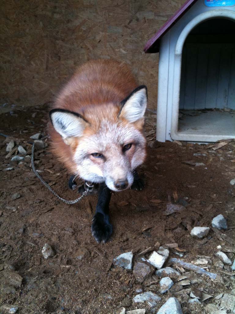 動物だらけの寒中大会 またnss ノースサファリサッポロ に行ってきたよぅ D Di のdはドジだからのd Di に決まってんだろ 逆切れ日記