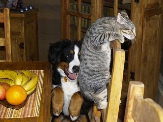 pets-258570_1920