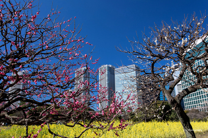 hamarikyu1035