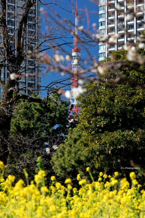 hamarikyu1045