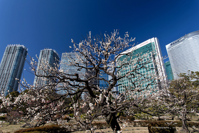 hamarikyu1059