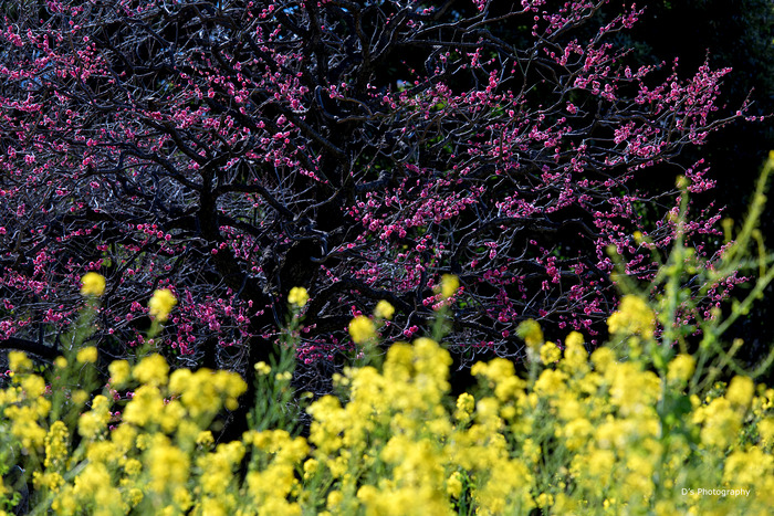 hamarikyu1039