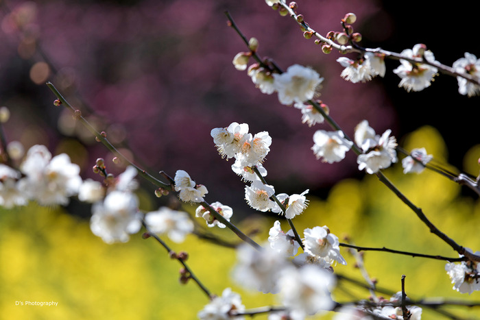 hamarikyu1043