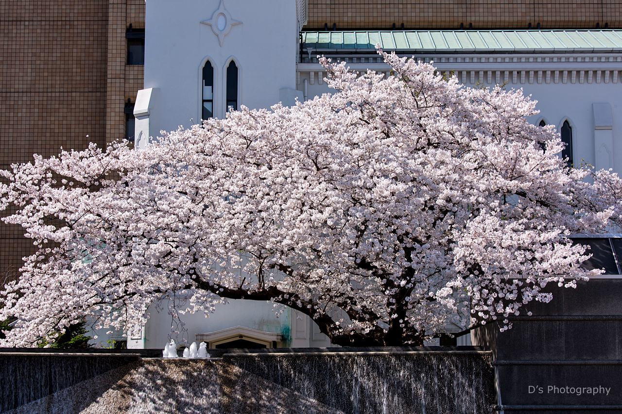 横浜の桜2018 1 D S Photo Diary