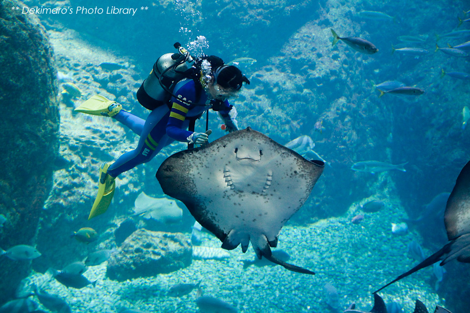 新江ノ島水族館 D S Photo Diary