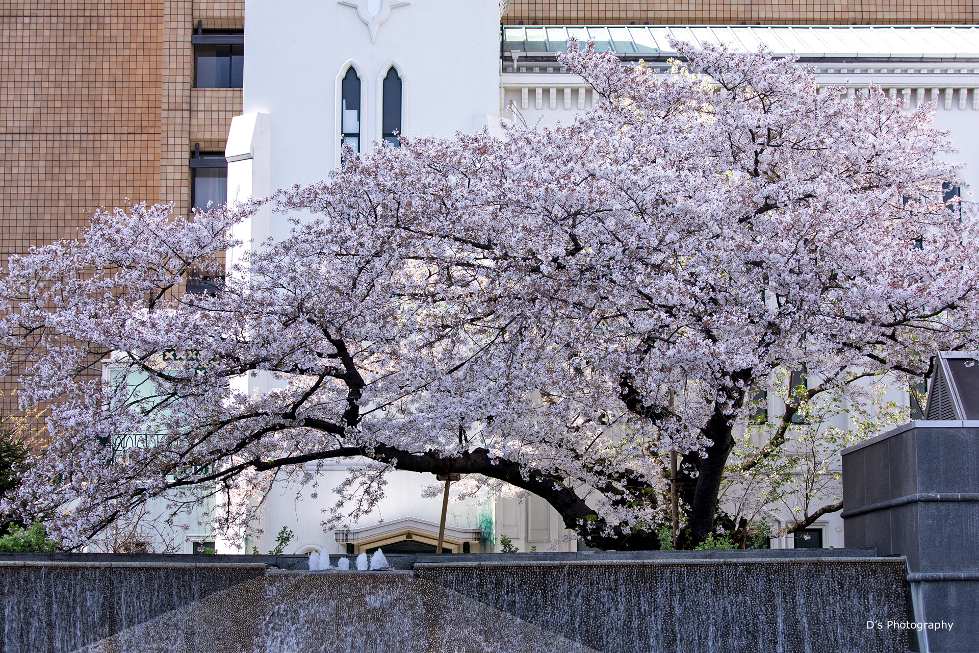 横浜の桜2021 1 D S Photo Diary