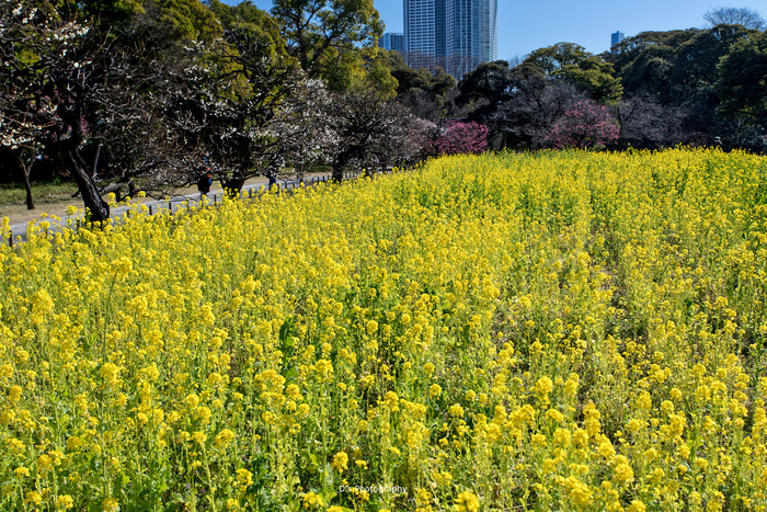 hamarikyu1053