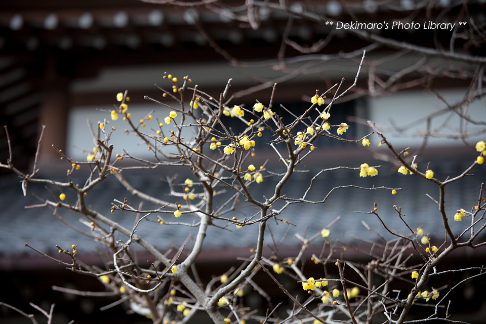 D's Photo Diary鎌倉2013[3-1]                        dekimaro
