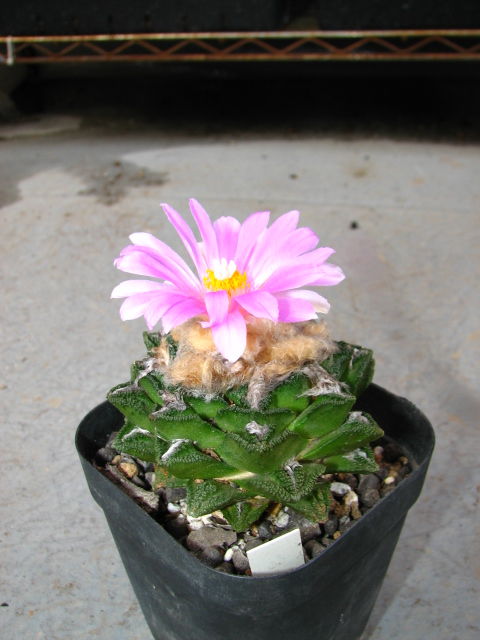 アリオカルプス属 亀甲牡丹ヒントニー開花♪ : 多肉凸凹BLOG