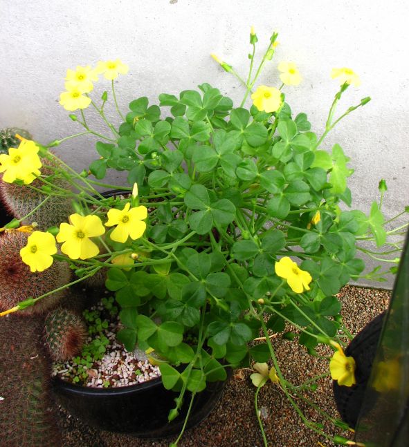 カタバミ科 Oxalis Carnosa 艶カタバミ 増殖の一途を 多肉凸凹blog