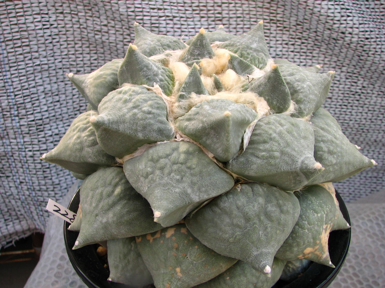 アリオカルプス属 花牡丹 青磁風 多肉凸凹blog アリオカルプス属 花牡丹 青磁風 多肉凸凹blog