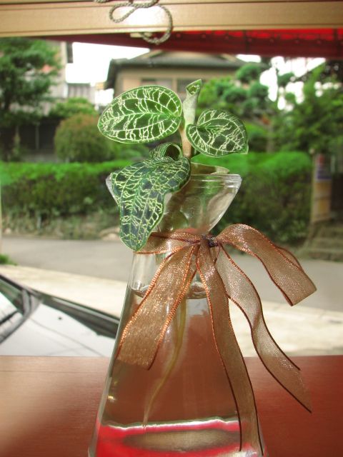 マコデス ペトラ Macodes Petola ジュエルオーキッド 多肉凸凹blog マコデス ペトラ Macodes Petola ジュエルオーキッド 多肉凸凹blog