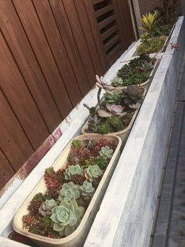 13178553_636226753196814_4971038760572327750_n