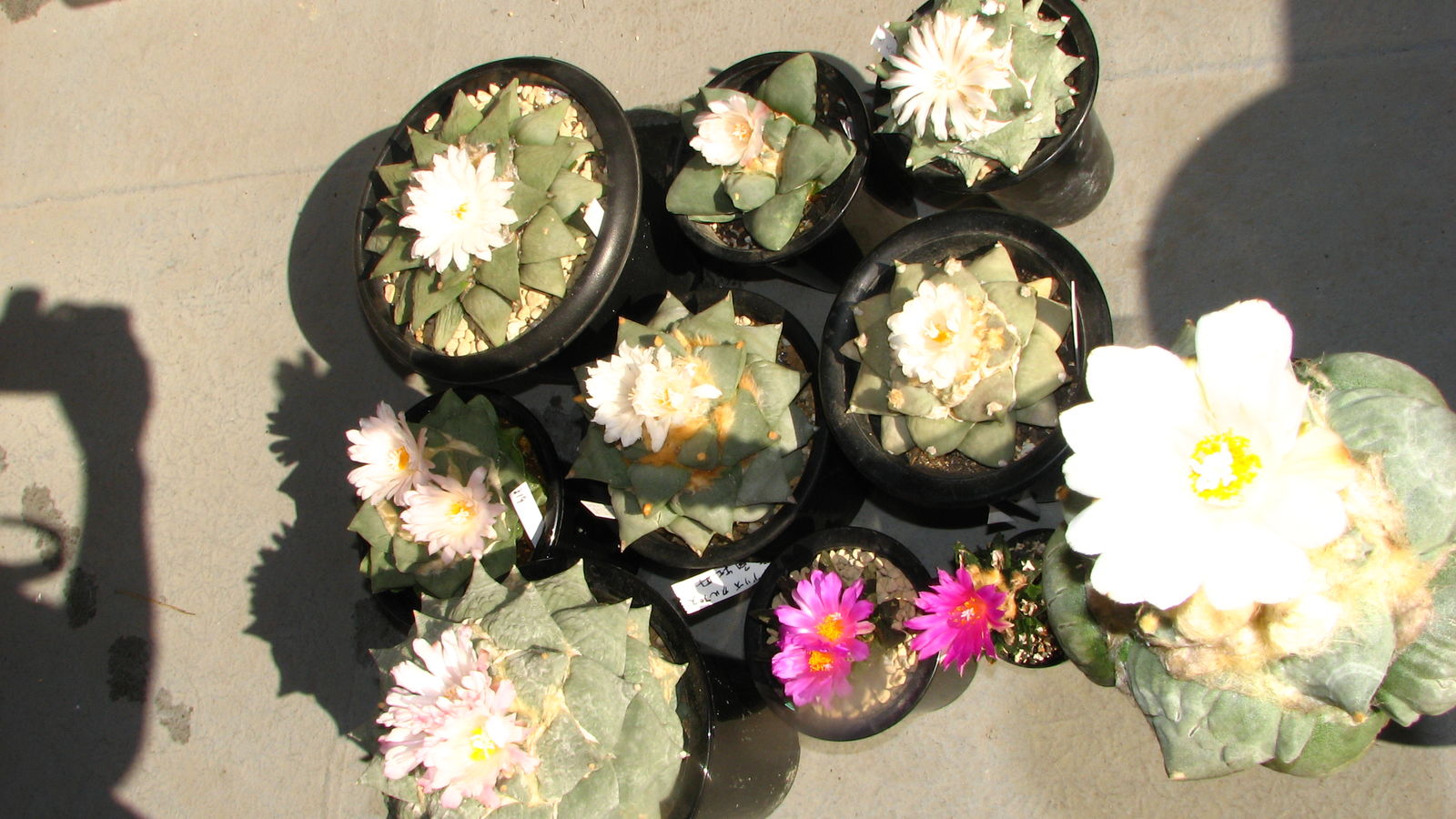 アリオカルプス属 牡丹類満開 花牡丹 多肉凸凹blog