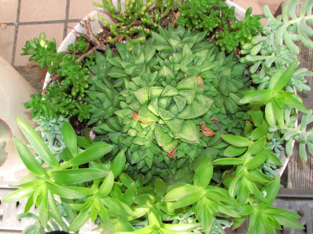 ハオルチア 宝草 ２５cm強 多肉凸凹blog