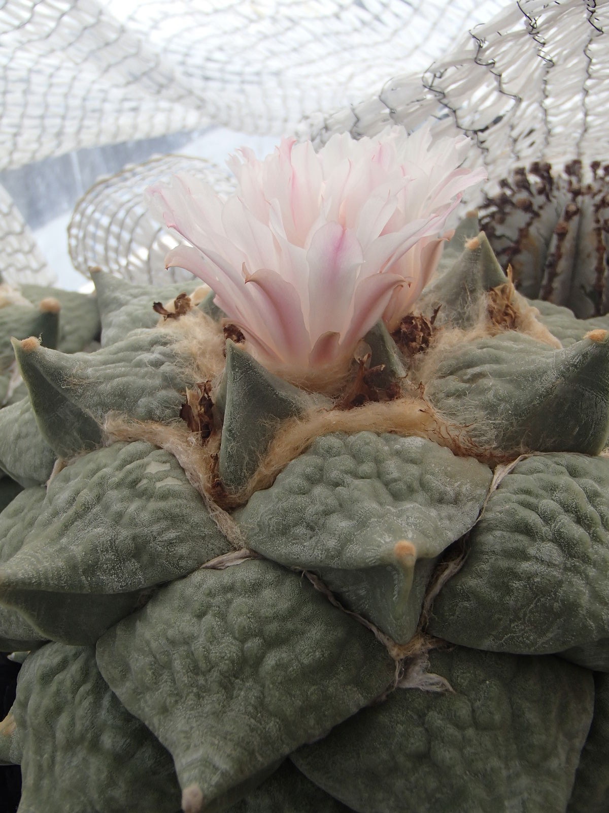 アリオカルプス牡丹類 開花 多肉凸凹blog アリオカルプス牡丹類 開花 多肉凸凹blog