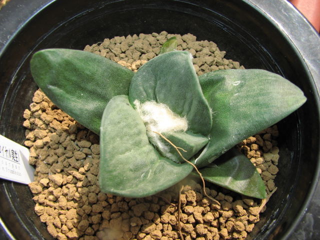 ロイヤル玉牡丹 Ariocarps retusus v. frumdosus : 多肉凸凹BLOG