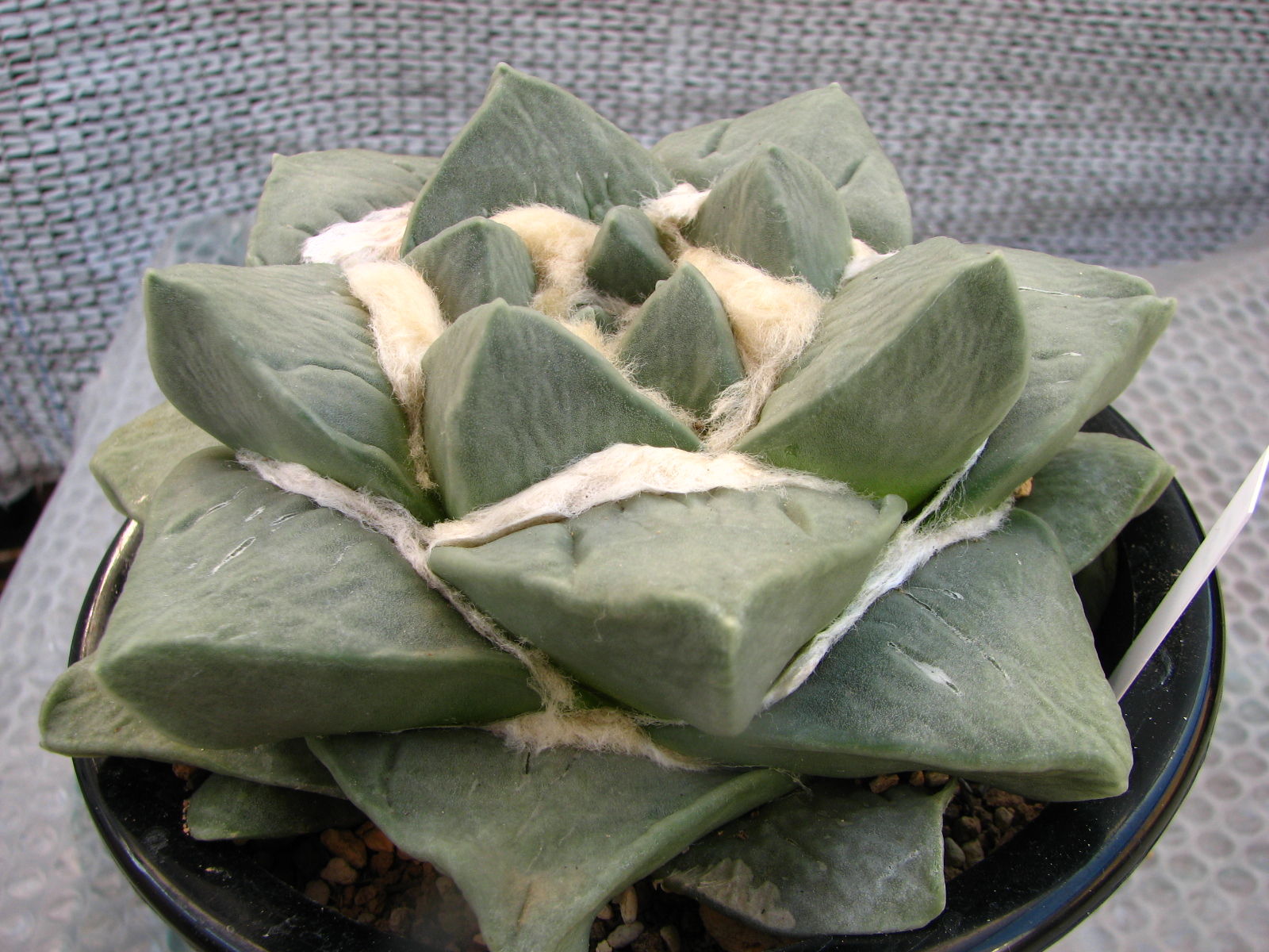 アリオカルプス属 皺玉牡丹 多肉凸凹blog