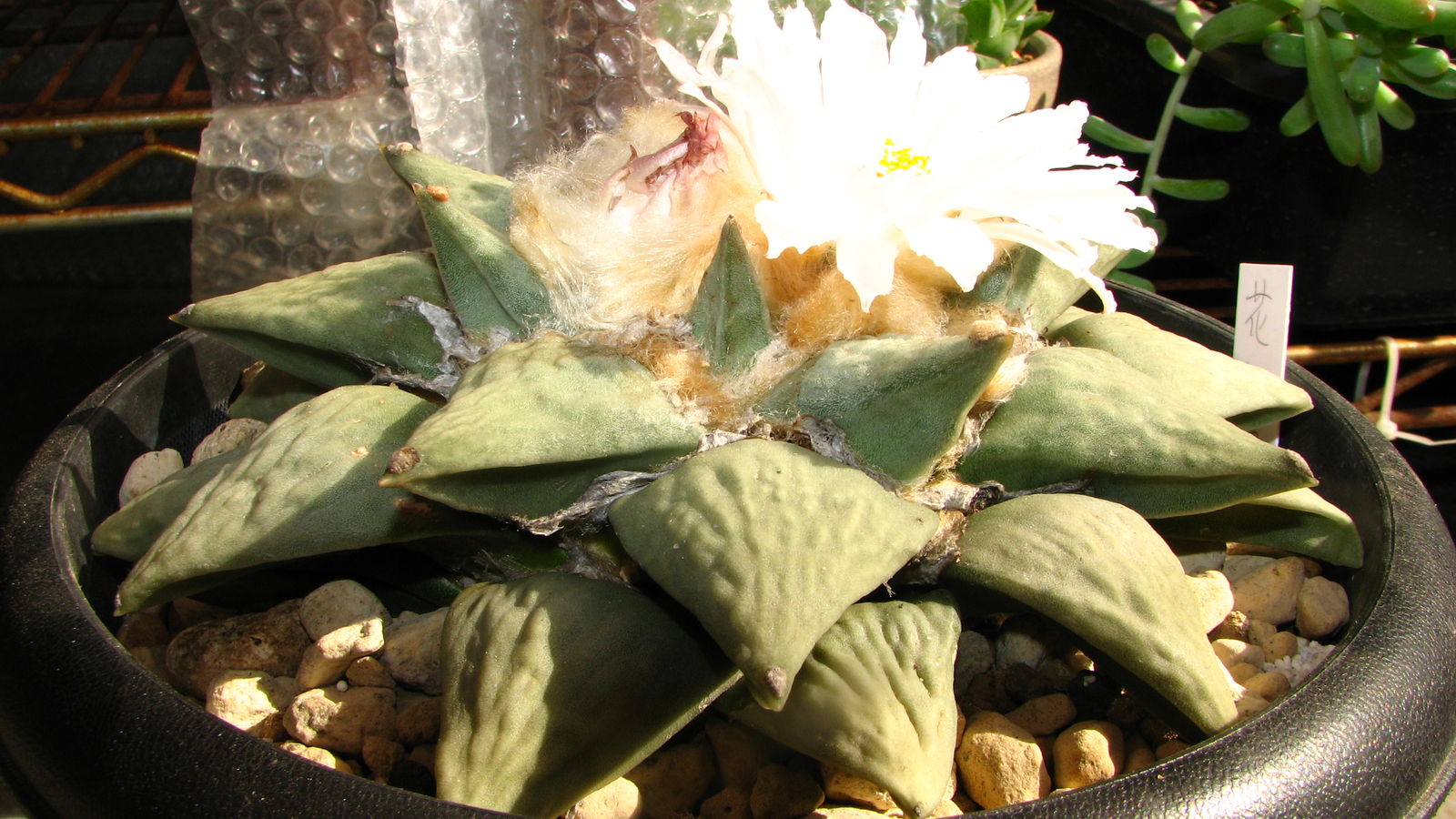 牡丹類 連山 多肉凸凹blog