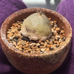 13267791_644509015701921_2713124433585950940_n