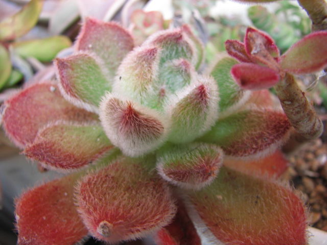 紅葉 錦晃星 ボンビシナ 夕映え 虹の玉 多肉凸凹blog