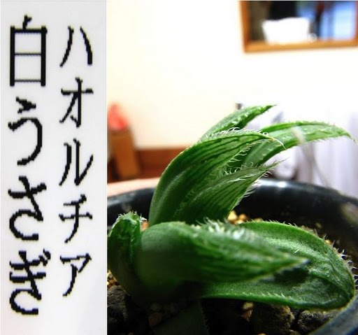 男爵顔に変化のハオルチア達 白うさぎ 夏物語 多肉凸凹blog 男爵顔に変化のハオルチア達 白うさぎ 夏物語 多肉凸凹blog