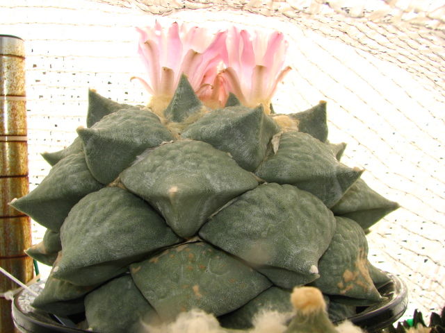 凸凹花牡丹 開花 ロイヤル玉牡丹も生長中 多肉凸凹blog 凸凹花牡丹 開花 ロイヤル玉牡丹も生長中 多肉凸凹blog