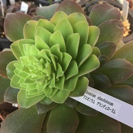 13240713_644512872368202_3192549777855677045_n