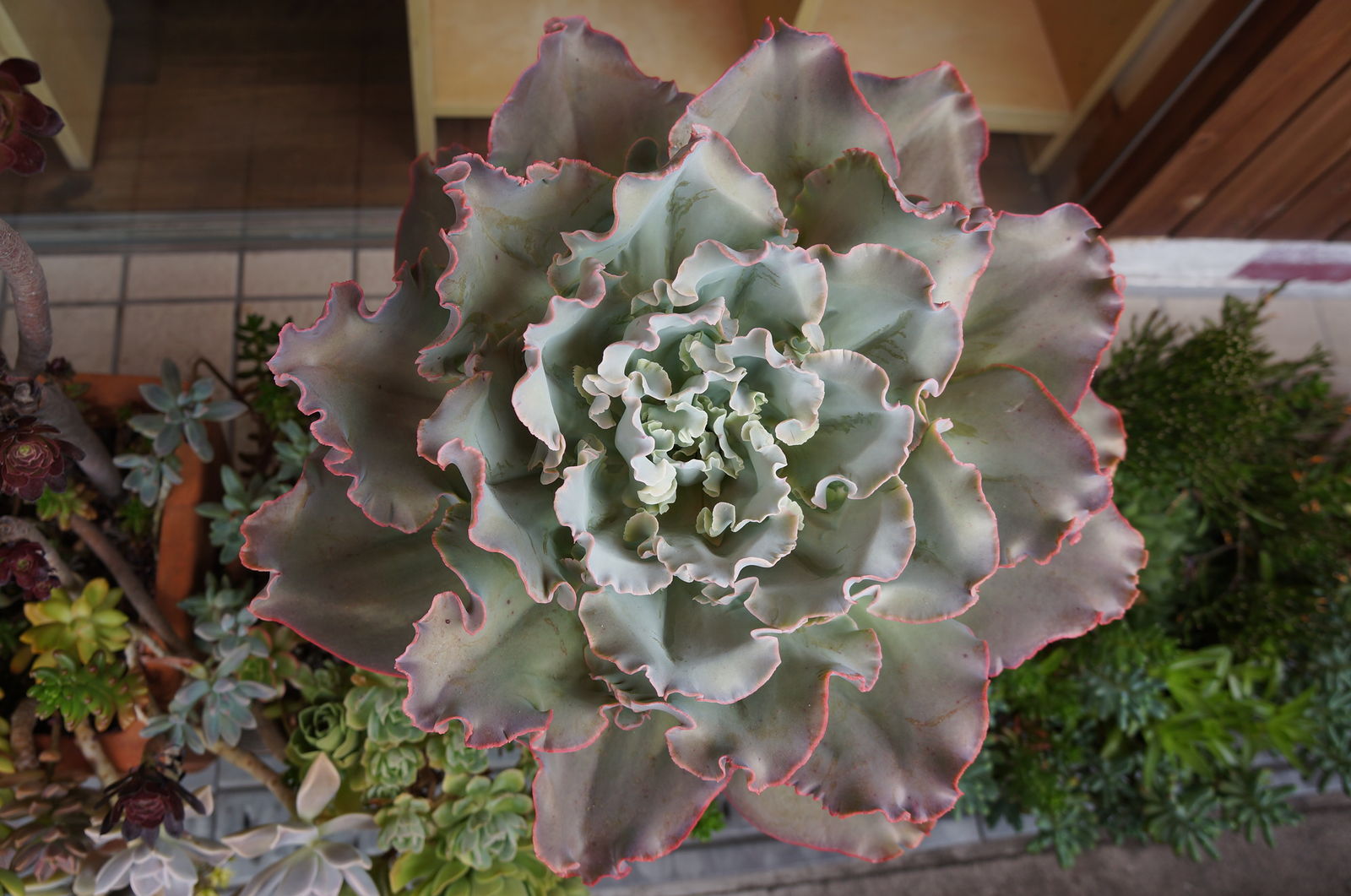 高砂の翁は 確実に増える 多肉凸凹blog