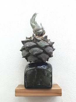 13310622_644733245679498_7799763797220180348_n