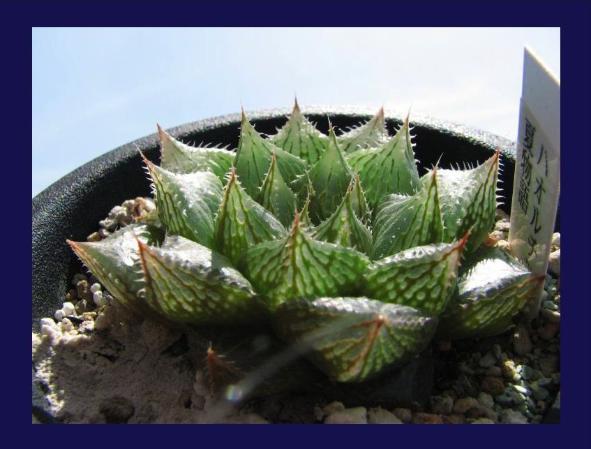 男爵顔に変化のハオルチア達 白うさぎ 夏物語 多肉凸凹blog