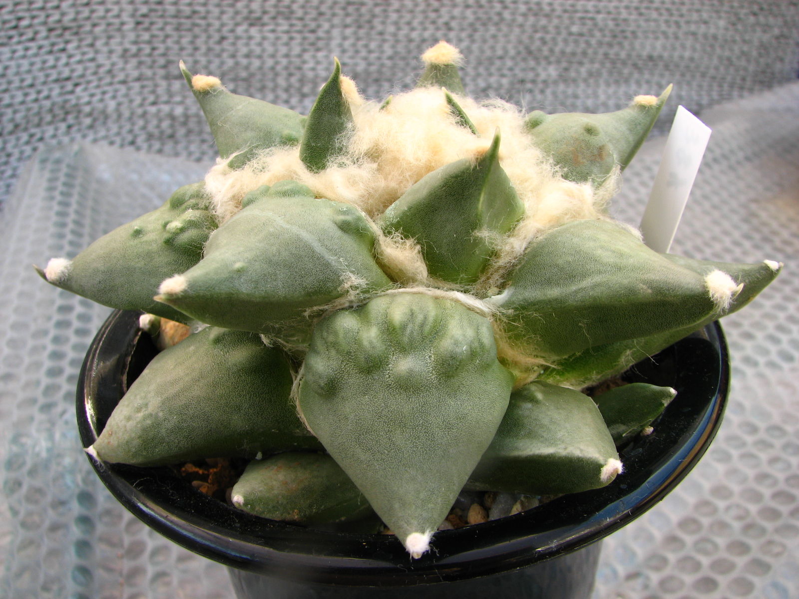 アリオカルプス 青磁モンスト 多肉植物 わたしとアリオカルプス 牡丹