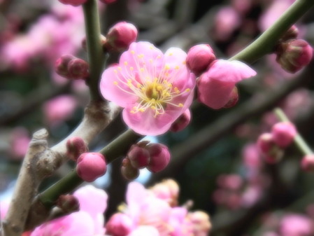 ume1