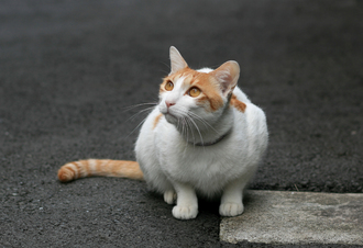hikaru
