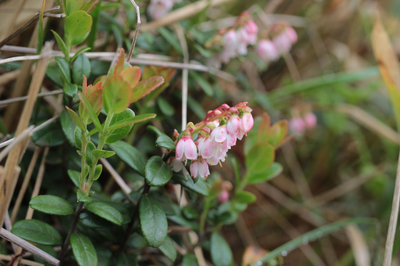 でこの花備忘録 桃色の花 釣鐘型 唇型 でこの花備忘録 桃色の花 釣鐘型 唇型