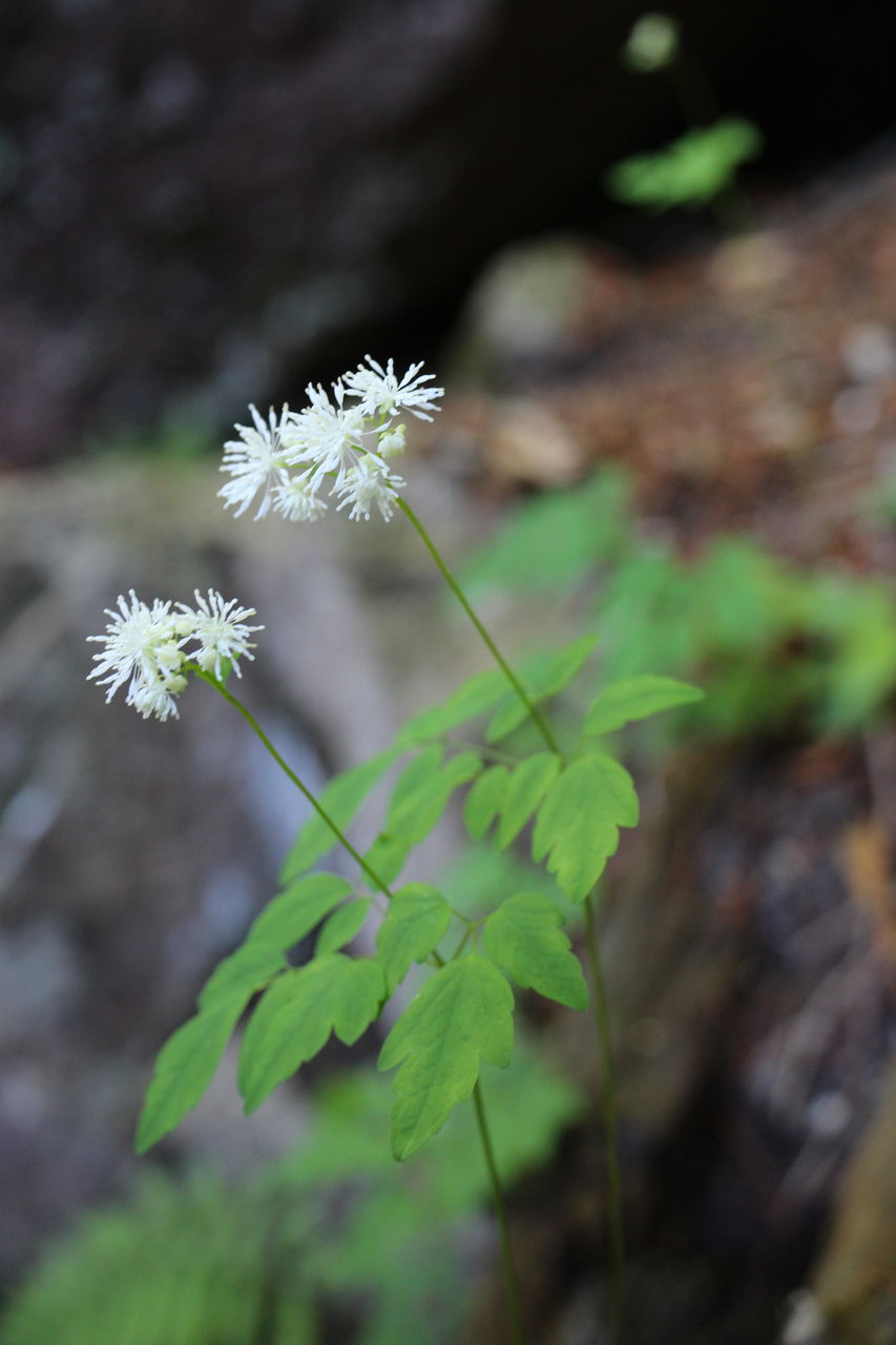 でこの花備忘録 ミヤマカラマツ 深山落葉松 でこの花備忘録 ミヤマカラマツ 深山落葉松