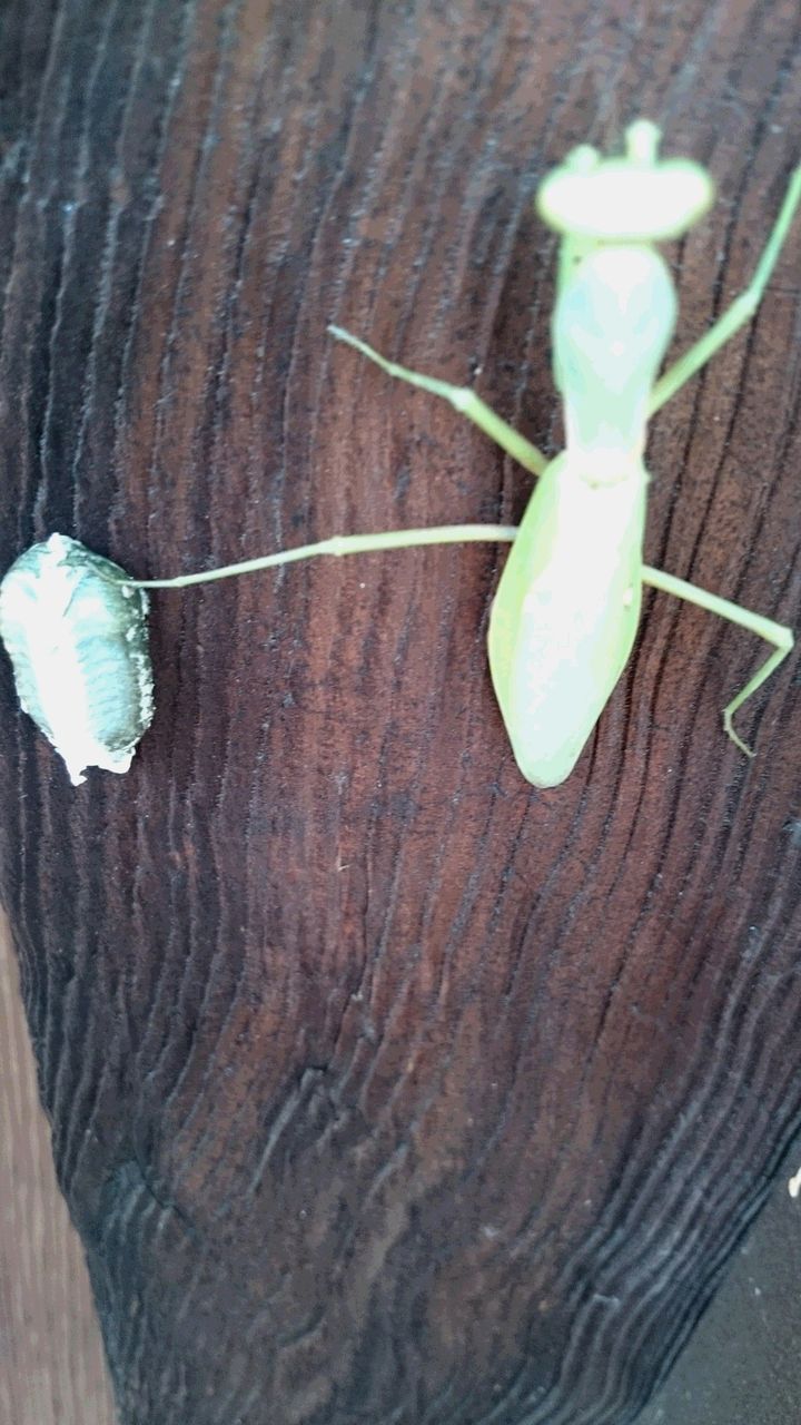 蟷螂の水色の卵 木偶 の会 蟷螂の水色の卵 木偶 の会