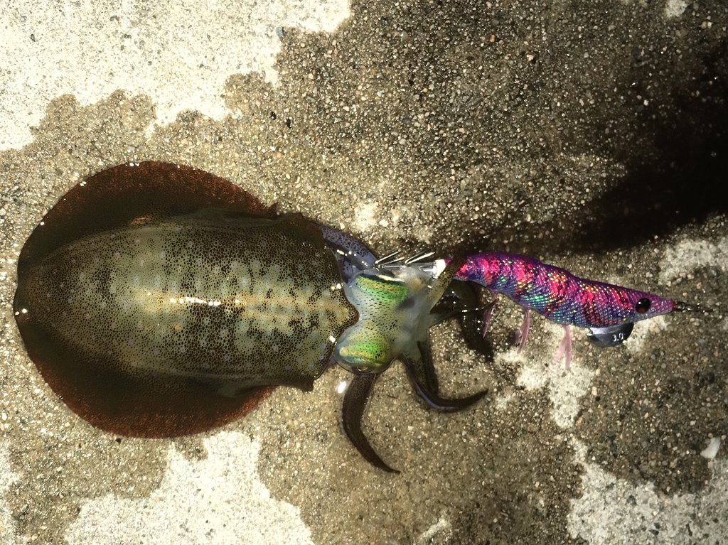 山陰 秋イカ ナイトエギング No Fishing No Life