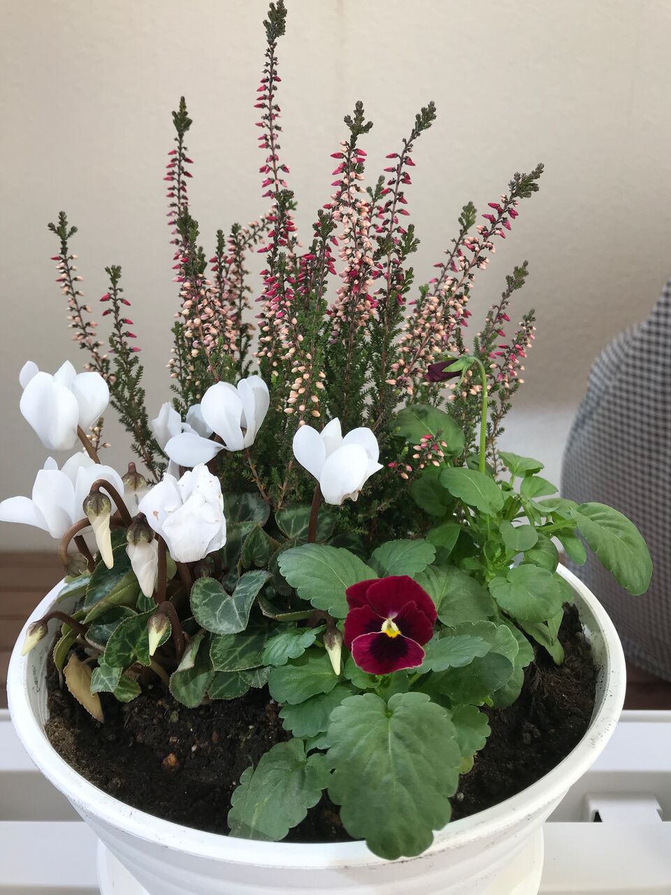 カルーナブルガリス の最期 へなちょこ園芸日記