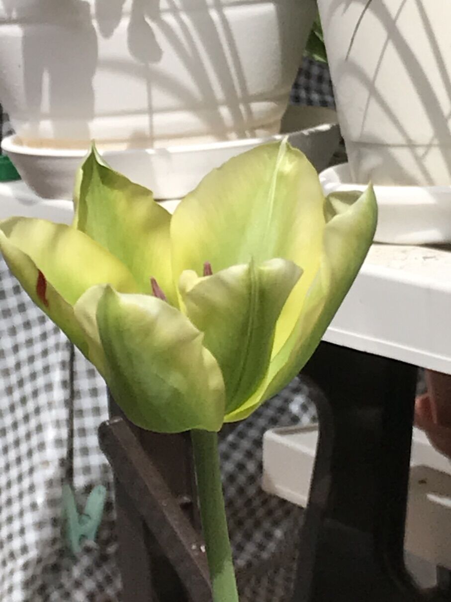 チューリップ 紫 黄色も開花 へなちょこ園芸日記 チューリップ 紫 黄色も開花 へなちょこ園芸日記