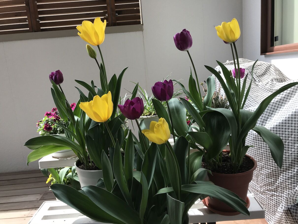 チューリップ 紫 黄色も開花 へなちょこ園芸日記 チューリップ 紫 黄色も開花 へなちょこ園芸日記
