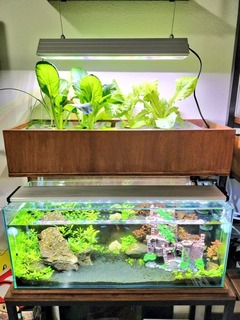 自作Ⅰ】アクアリウム兼アクアポニックスの棚 : 会社員の水耕栽培と