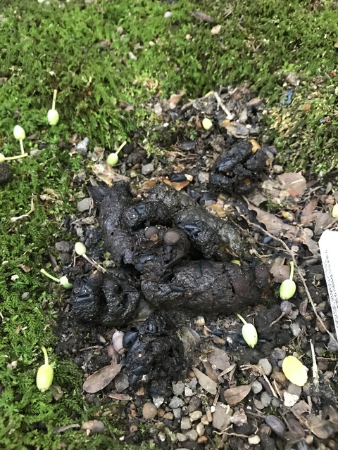 庭への訪問者 タヌキ ムジナ 7月１２日 ウランまま のどかな庭仕事